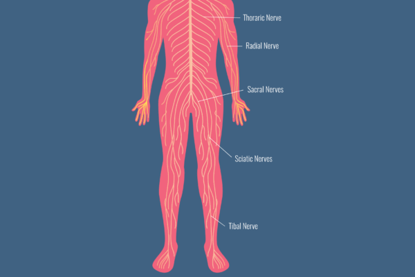 The Importance of Vagus Nerve Health in MCAS