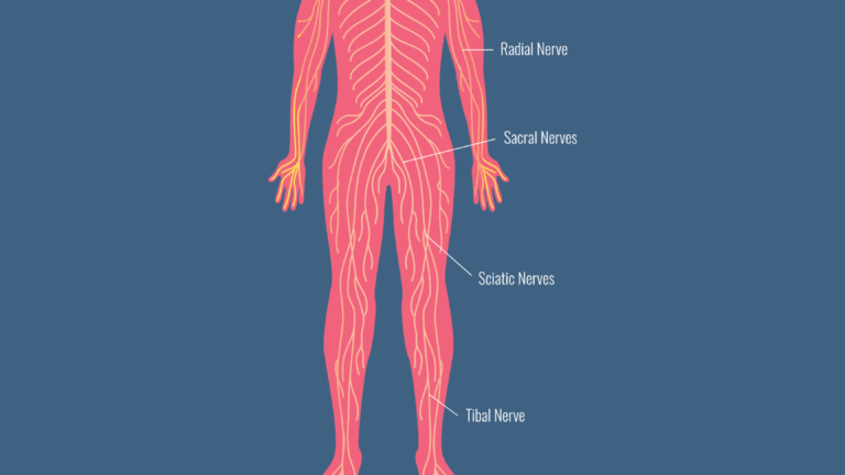 vagus nerve health