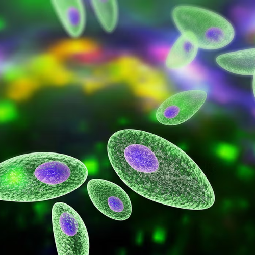 The Biogenic Feedback Loop Between Parasites and MCAS
