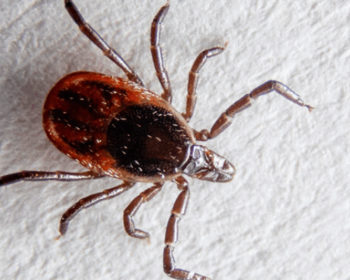 What To Do When You Get a Tick Bite