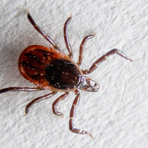 What To Do When You Get a Tick Bite