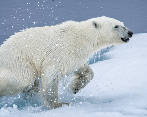 How Cold Adaptation Helps MCAS