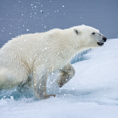 How Cold Adaptation Helps MCAS