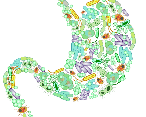 What is Gut Dysbiosis?