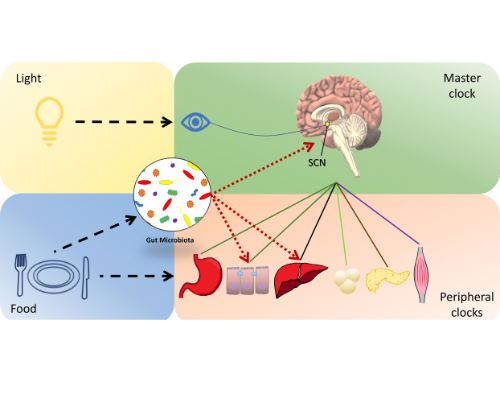 Gut Dysbiosis and Circadian Health