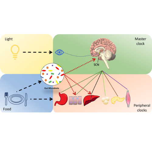 Gut Dysbiosis and Circadian Health