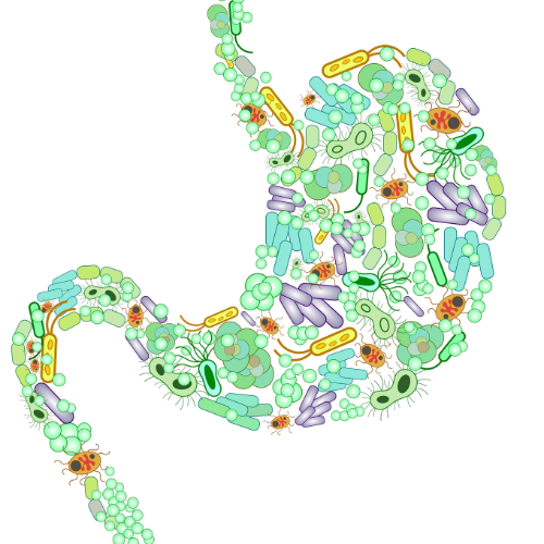 What is Gut Dysbiosis?