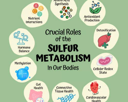 Gut Dysbiosis and Sulfur Cycle Dysfunction