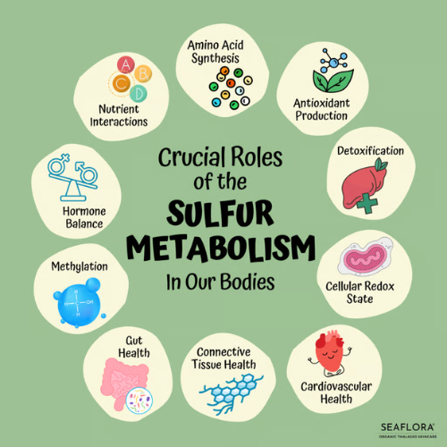 Gut Dysbiosis and Sulfur Cycle Dysfunction