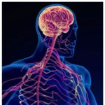 nervous system regulation