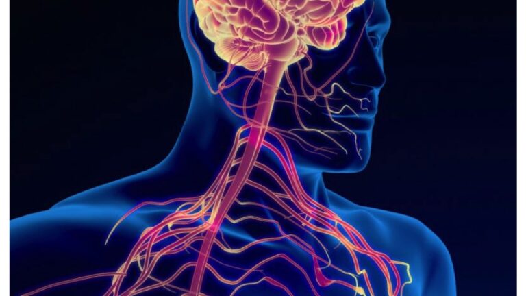 nervous system regulation